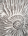 A close up of a drawing of an Estelle Nautilus Top shell.